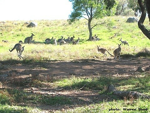 kangaroo erosion