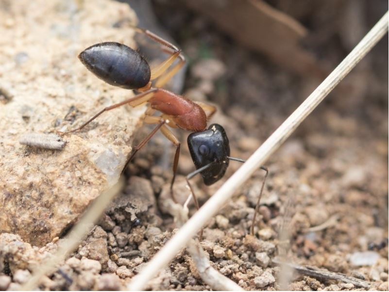 Camponotus nigriceps [Black-headed sugar ant]