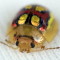 White-flecked acacia jewel beetle