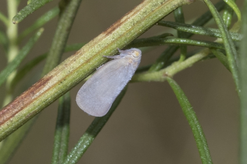 Anzora unicolor [Grey planthopper]