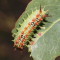 Doratifera quadriguttata caterpillar