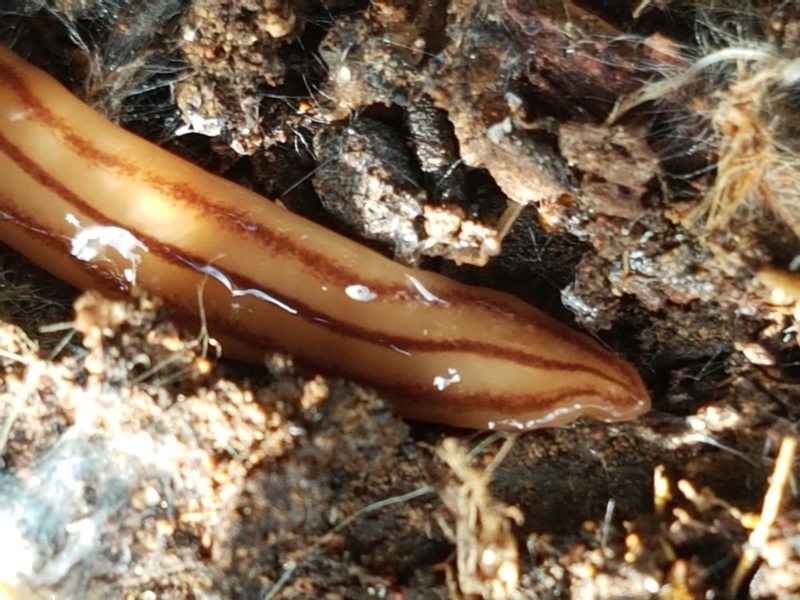 Anzoplana trilineata [a Flatworm]