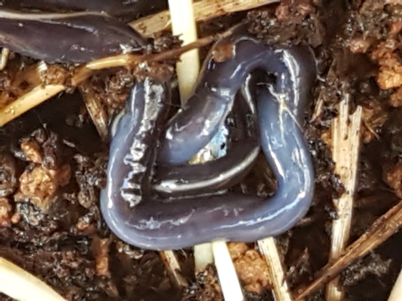Caenoplana coerulea [Blue garden flatworm]