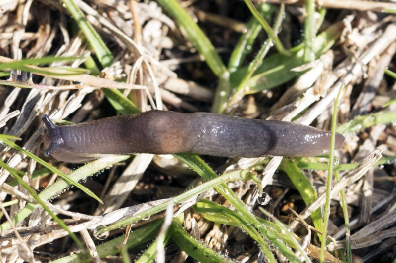 Deroceras laeve [Marsh slug]