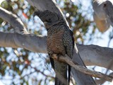 Female Gang-gang Cockatoo