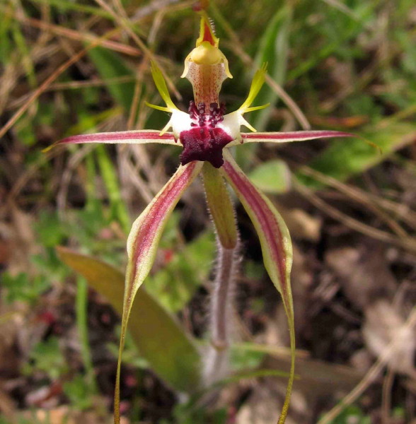 Caladenia atrovespa [Green-comb Spider orchid]