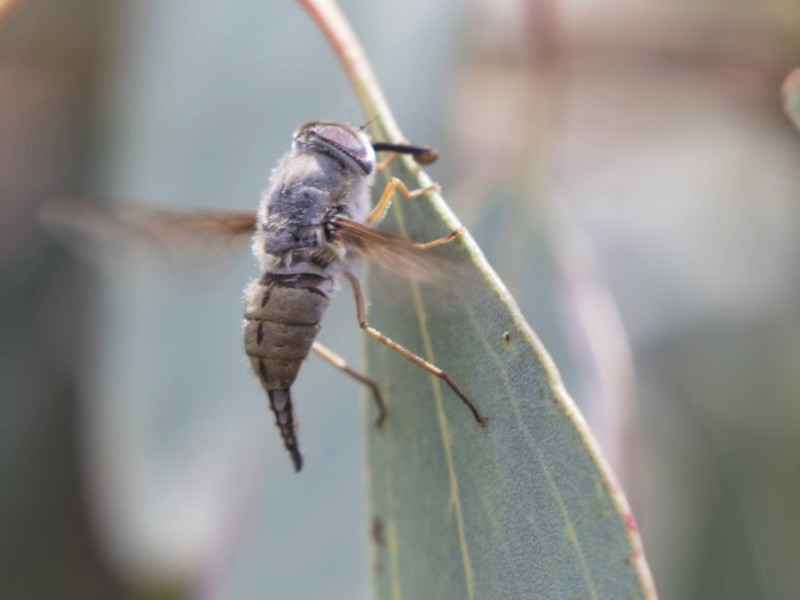 Trichophthalma punctata [A Tangle-vein fly]