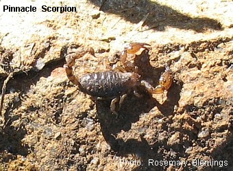 scorpion