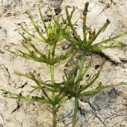 aCharophyte green algae
