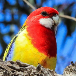 birds