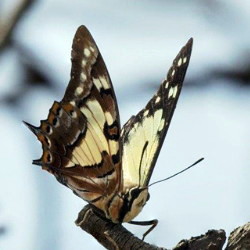 butterflies