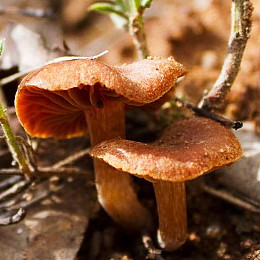 fungi