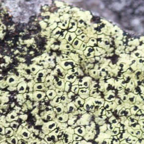 mosses, lichens, liverworts