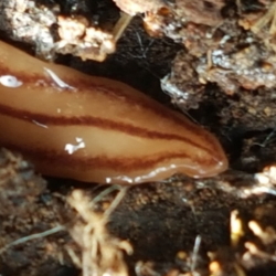 other invertebrates