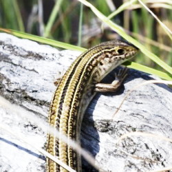 reptiles and amphibians