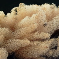 a Slime mould