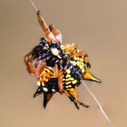 spiders