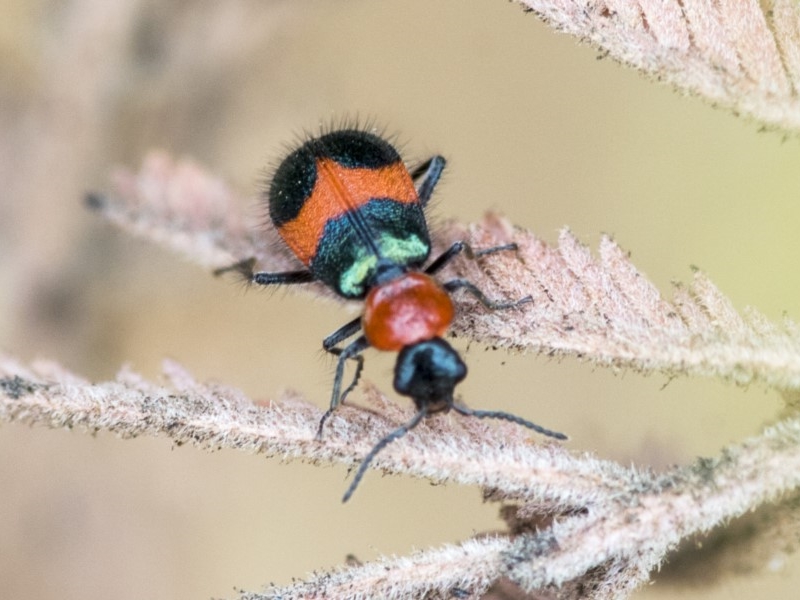 Red and blue pollen beetle