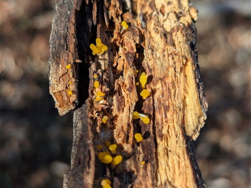 A Jelly fungus