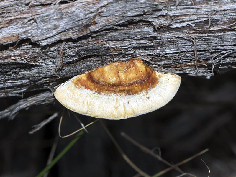 A shelf-lke fungus