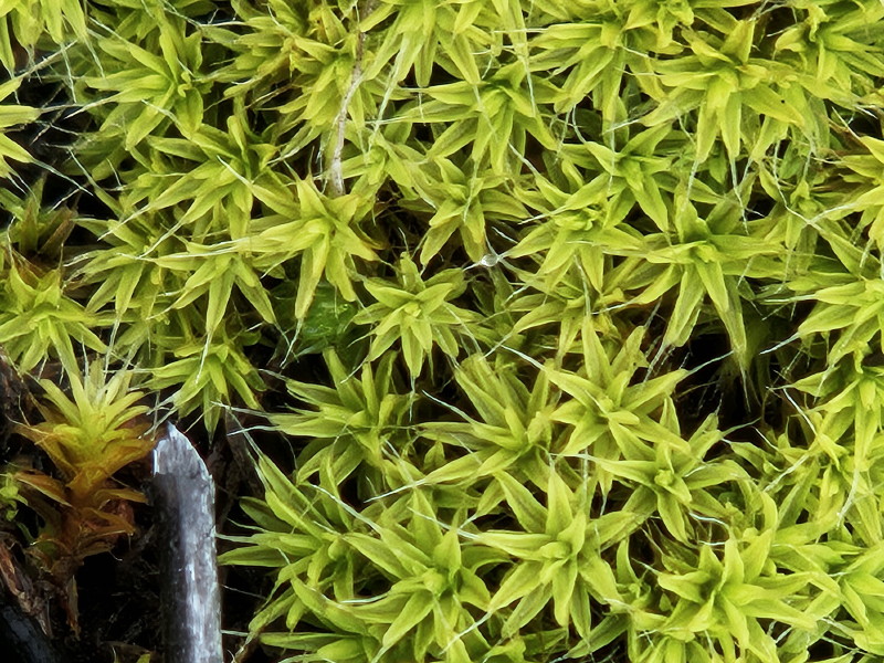 Beard moss