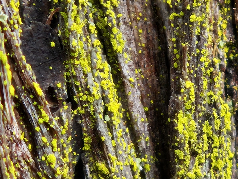 Gold-dust lichen