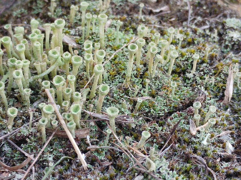 Cobblestone lichen