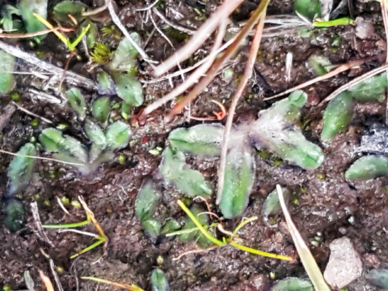 A liverwort