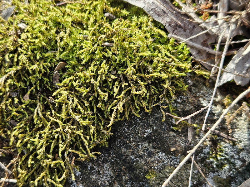 A Triquetrella moss