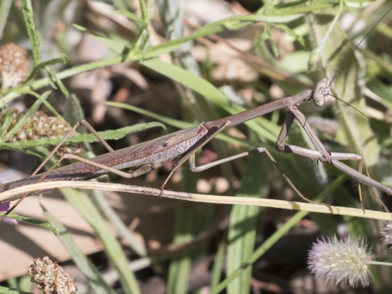 A Sawfly