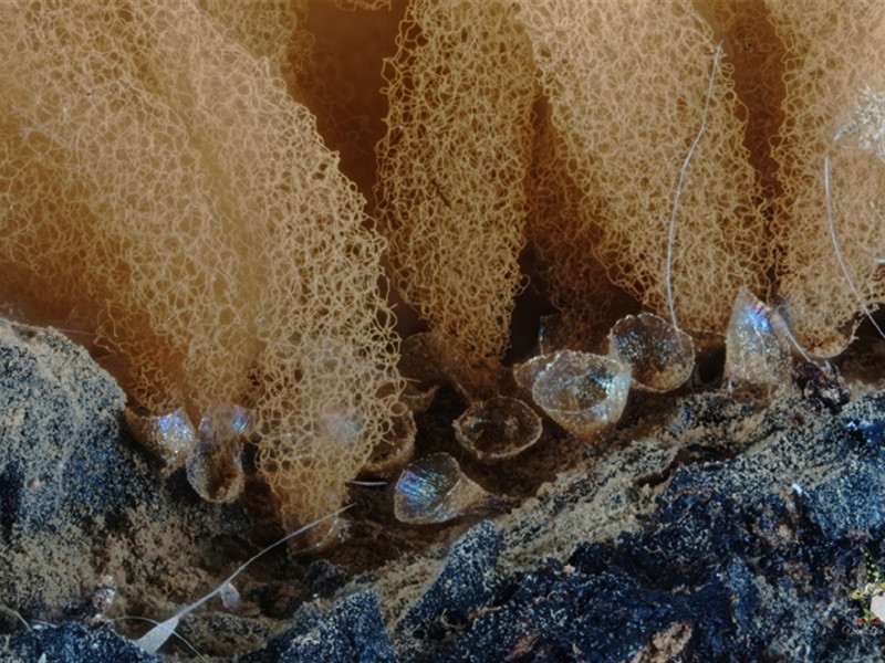 a Slime mould