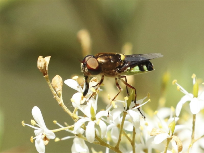 Soldier fly