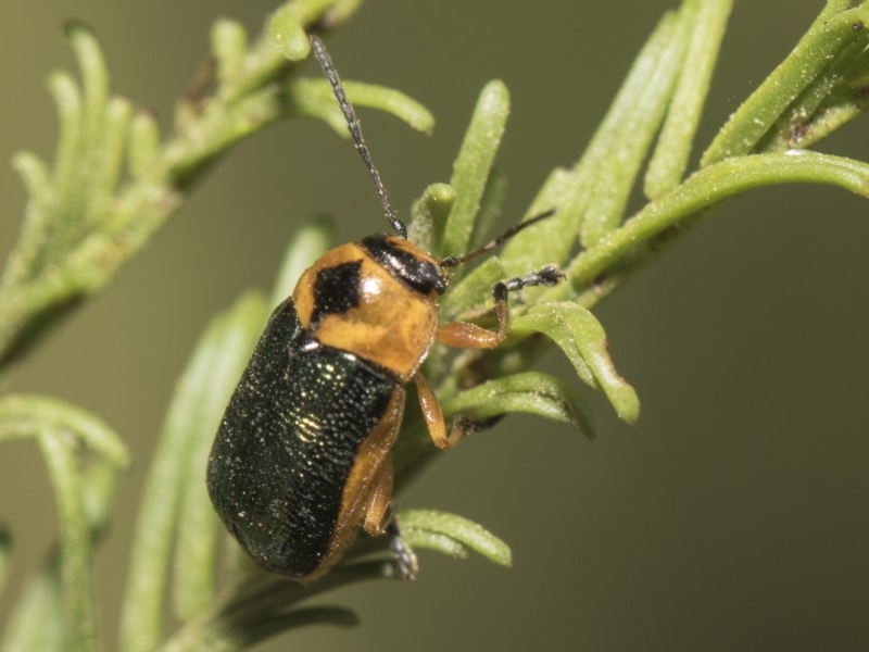 Aporocera (Aporocera) consors [A leaf beetle]