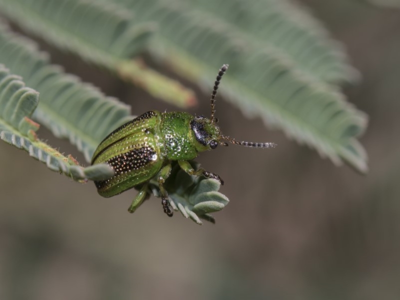 Calomela vittata [Acacia leaf beetle]