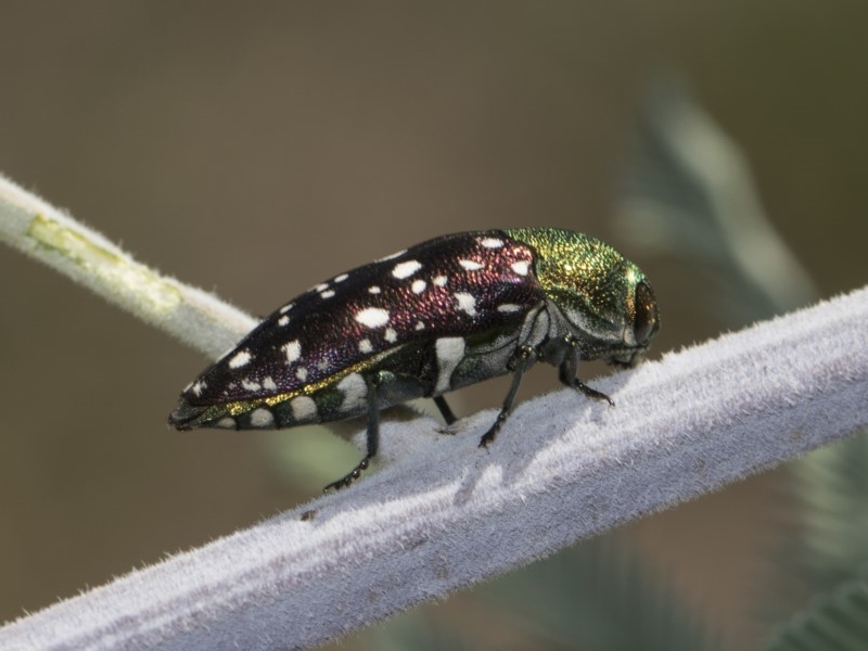 Diphucrania leucosticta [White-flecked acacia jewel beetle]