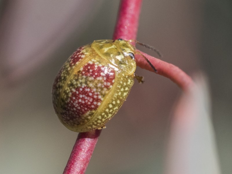Paropsisterna fastidiosa [Eucalyptus leaf beetle]