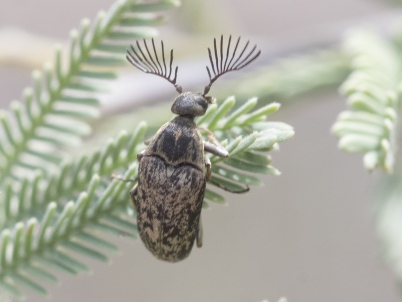 Trigonodera sp. [Unidentified wedge-shaped beetle]