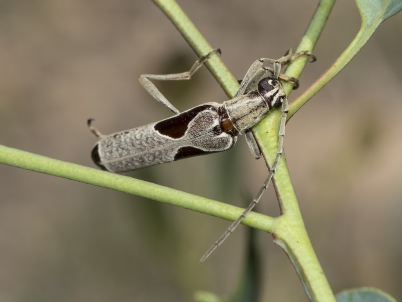 Uracanthus triangularis [Triangular marked banksia longhorn beetle]