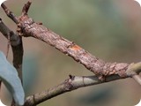Fallen-bark Looper moth