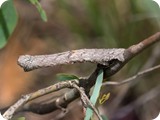 Fallen-bark Looper moth