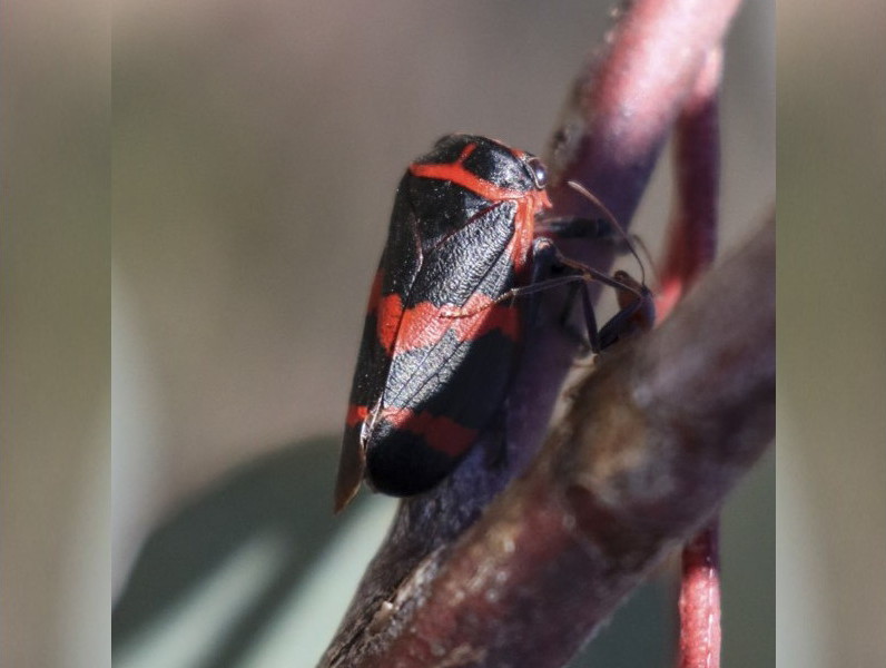 Eurymela rubrovittata [Red-lined Leaf Hopper]