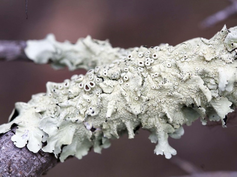 Parmeliaceae lichen