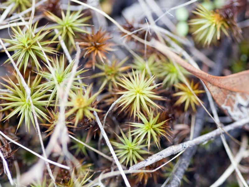 Polytrichaceae moss