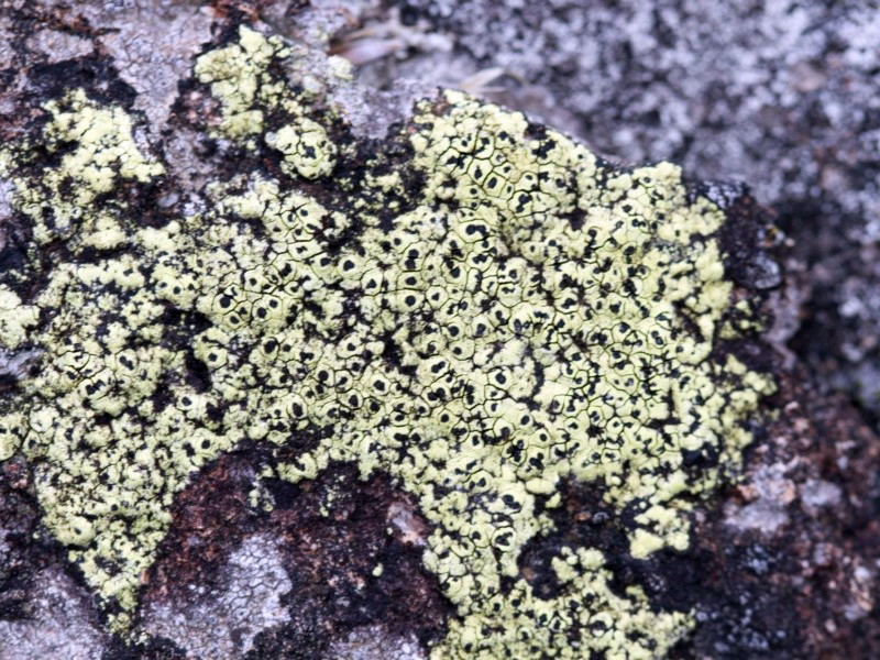 Rhizocarpon geographicum [Map lichen]