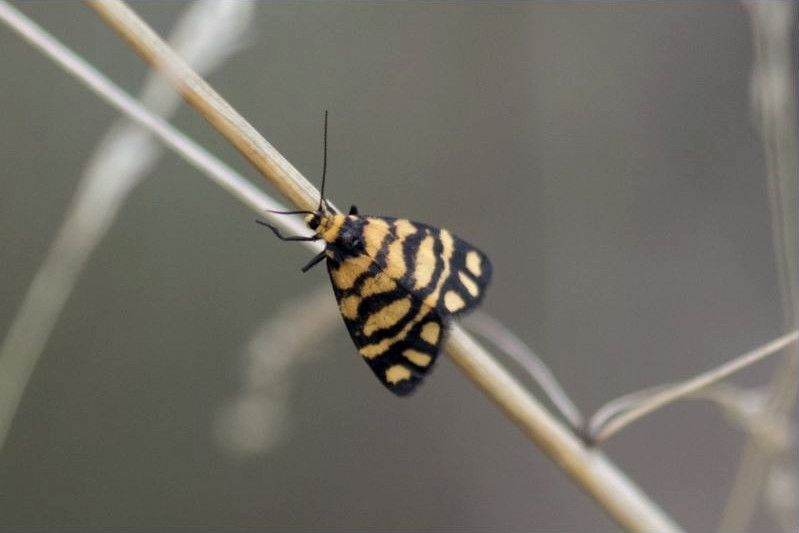 Asura lydia [Lydia lichen moth]