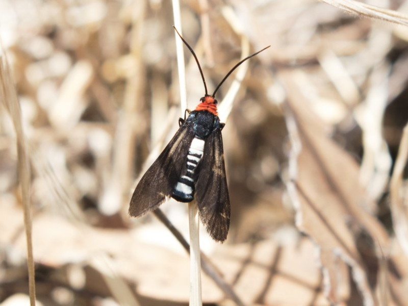 Hestiochora furcata [A Zygaenid moth]