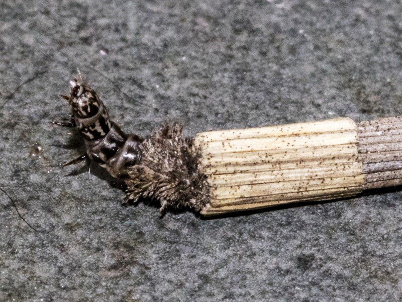 Lepidosa arctiella [Tower case moth]