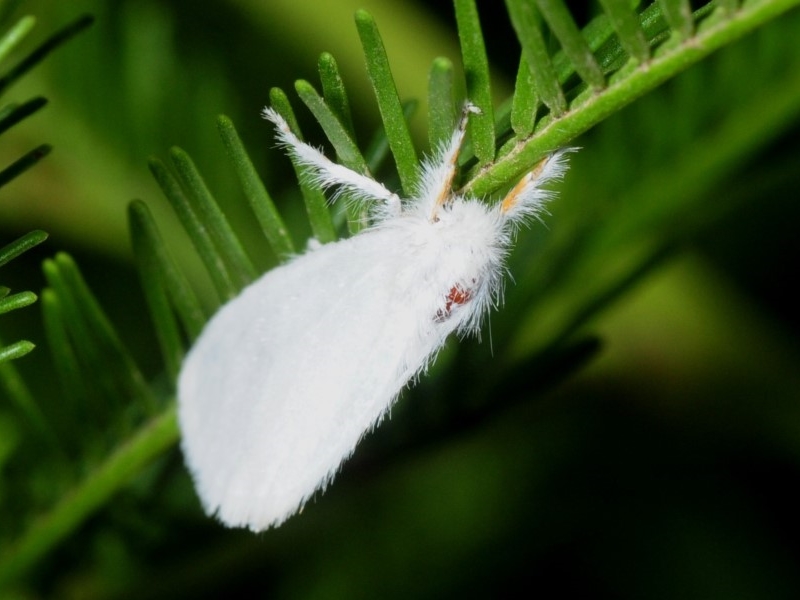 Lymantriinae sp. [Unidentified Tussock moth]