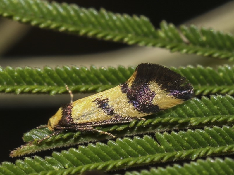 Olbonoma triptycha [Concealer moth]