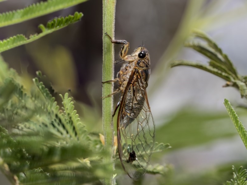 Cicadettini sp. [unidentified Cicada]